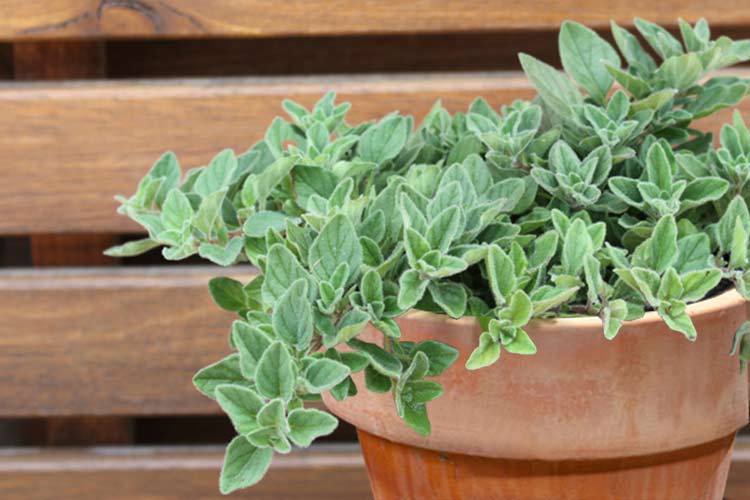 Growing Herbs in Pots