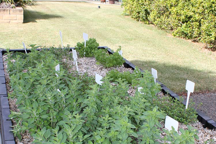 How To Start A Herb Garden
