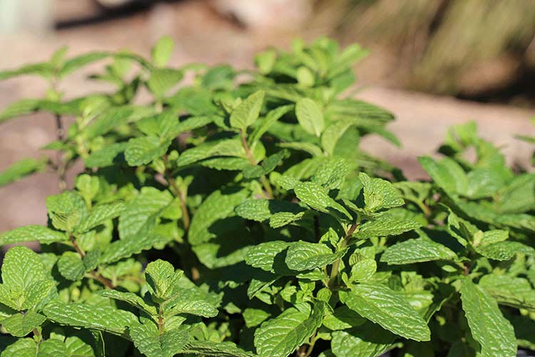 Refresh Mint herb