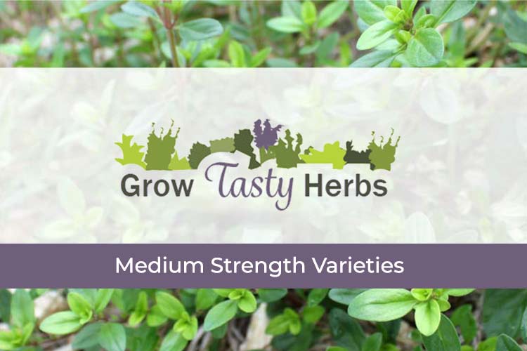 medium herbs