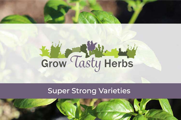 strong herbs