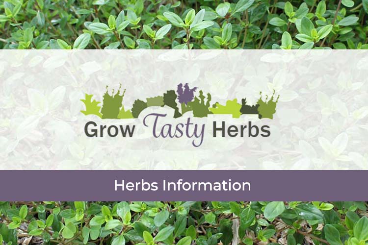 herbs information